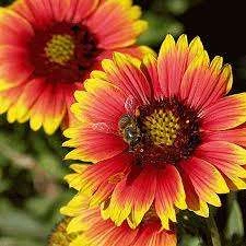 Gaillardia Blanket Flower Seeds