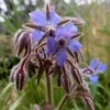 Borage Seeds -Plant Shop borage