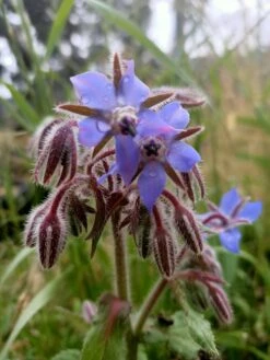 Borage Seeds
