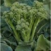 Broccoli Green Sprouting Seeds -Plant Shop broccoligreensprouting2