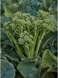 Broccoli Green Sprouting Seeds