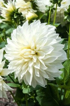 White Decorative Dahlia Seeds -Plant Shop c748350dfe977b31691ccf9a48c4d5dd