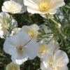 Californian Poppy Alba White Seeds -Plant Shop californianpoppyAlbawhite