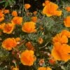 Californian Poppy Orange Seeds -Plant Shop californianpoppyorange2