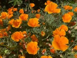 Californian Poppy Orange Seeds