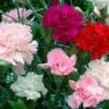 Carnation Chabud Giant Seeds -Plant Shop carnation1
