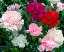 Carnation Chabud Giant Seeds