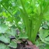 Celery Tango Seeds -Plant Shop celery2