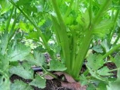 Celery Tango Seeds