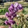 Clary Sage Seeds -Plant Shop clarymine