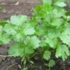Coriander Herb Seeds -Plant Shop coriander