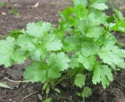 Coriander Herb Seeds