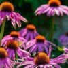 Echinacea Seeds -Plant Shop echinacea