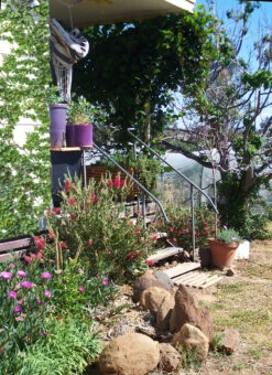 Bottlebrush, Seeds From Callistemon ‘Purple Splendour’ Seeds -Plant Shop entrance with Bottlebrush Callistemon ‘Purple Splendour