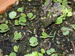 Eucalyptus Ficifolia X Calophylla (Corymbia Ficifolia X Calophylla) Seeds -Plant Shop eucalyptus ficifolia germination june rain event