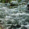 Silver Dollar Eucalyptus Pulverulenta (Silver-leaved Mountain Gum) Seeds -Plant Shop eucalyptus pulverulenta small