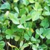 Fenugreek Seeds -Plant Shop fenugreek