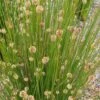 Ficinia Nodosa – Knobby Club-rush Seeds -Plant Shop ficinia nodosa02 wfcqflpaqrgf