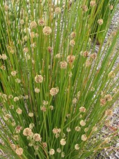 Ficinia Nodosa – Knobby Club-rush Seeds