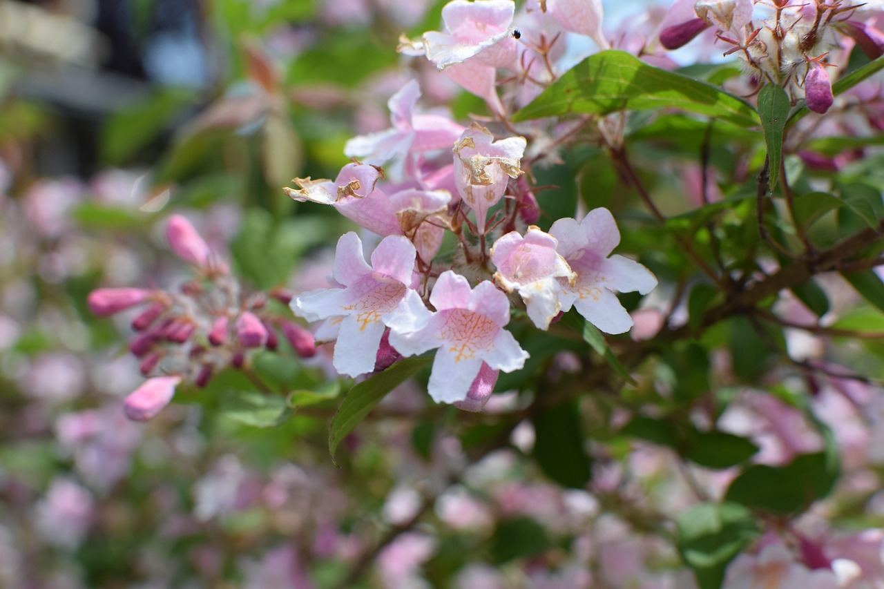 Plant Shop -Plant Shop flowers 4264997 1280