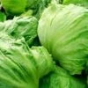 Lettuce Iceberg Seeds -Plant Shop iceberg lettuce