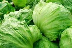 Lettuce Iceberg Seeds