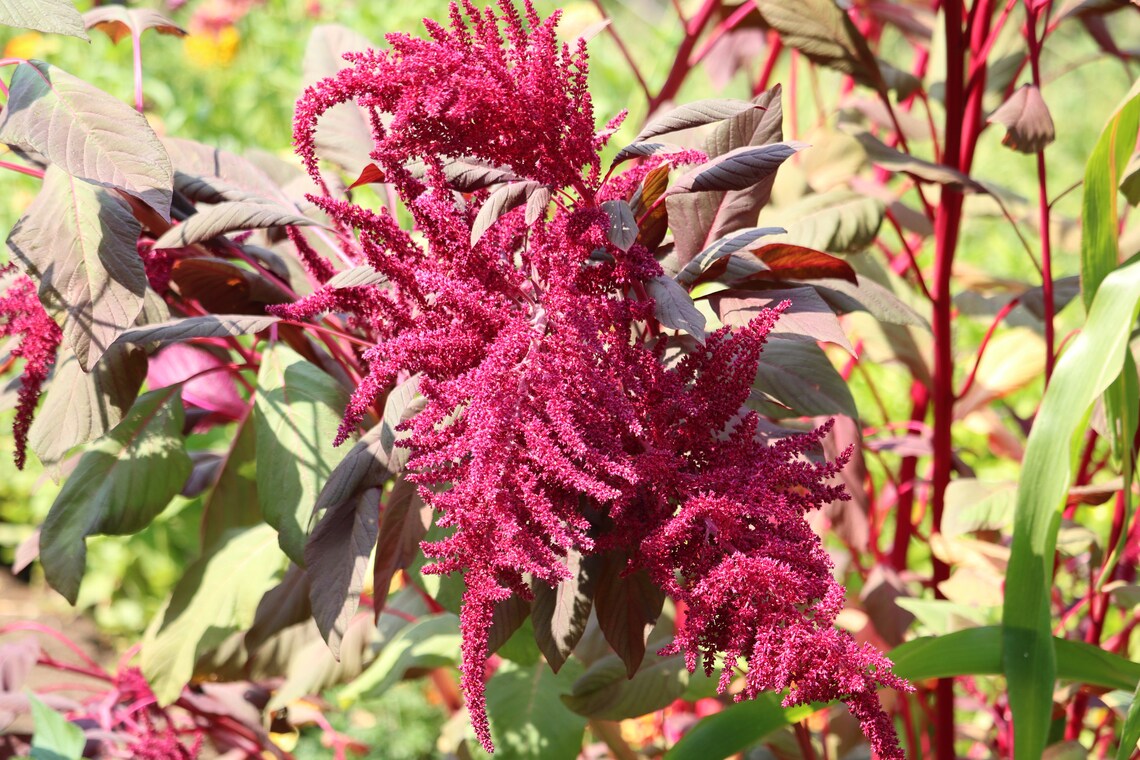 Plant Shop -Plant Shop