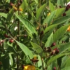 Pigeon Pea Cajanus Cajan Seeds -Plant Shop image0