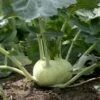 Kohlrabi Seeds -Plant Shop kholrabi2