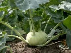 Kohlrabi Seeds