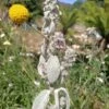 Lambs Ear Stachys Byzantina Seeds -Plant Shop lambs ear