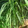 2 X Lemon Grass Plants -Plant Shop lemon grass full plant 1 scaled 1