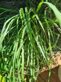 2 X Lemon Grass Plants