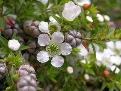 Leptospermum Continentale – Prickly Tea-tree Seeds -Plant Shop leptospermum continentale 2 1