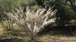 Leptospermum Continentale – Prickly Tea-tree Seeds -Plant Shop leptospermum continentale