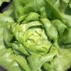 Lettuce All Year Round Seeds -Plant Shop lettuce all year2