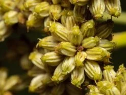 Lovage Seeds -Plant Shop lovage3