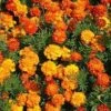 Marigold – Sparky Mixed Seeds -Plant Shop marigold sparky mix