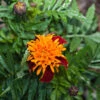 Marigold Tigers Eyes Seeds -Plant Shop marigoldtigereyes