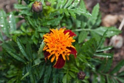 Marigold Tigers Eyes Seeds