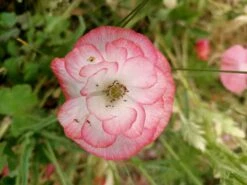 Mixed Poppy Seeds -Plant Shop mixedpoppy