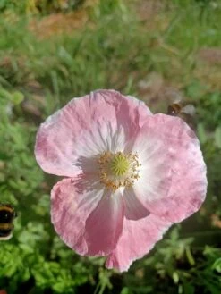 Mixed Poppy Seeds -Plant Shop mixedpoppy4