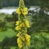 Mullein Verbascum Thapsus Seeds