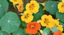 Nasturtium Mixed Seeds