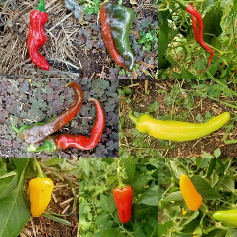 Mixed Chilli And Capsicum Seeds 3 Mixed Chilli And Capsicum Seeds