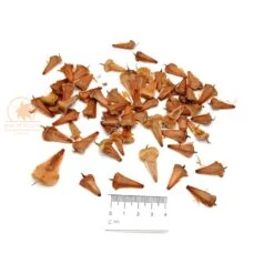 Araucaria Heterophylla – Norfolk Island Pine (pack Of 30) Seeds -Plant Shop norfolk island pine 60 seeds