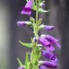 Penstemon Compact Flower Seeds -Plant Shop penstemon1