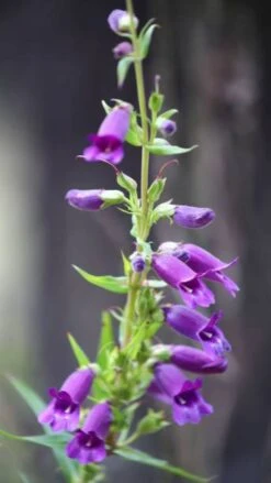 Penstemon Compact Flower Seeds