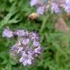 Phacelia Fiddleneck Flower Seeds -Plant Shop phacelia