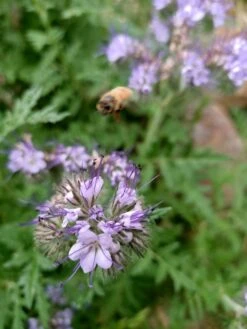 Phacelia Fiddleneck Flower Seeds